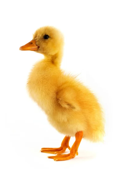 黄色的小鸭 — 图库照片