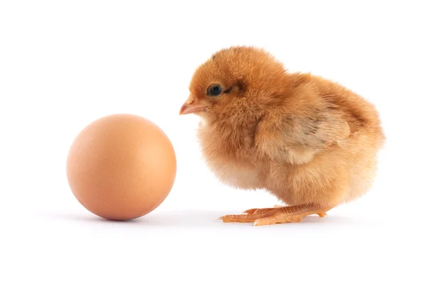 A sárga kis csaj, tojással — Stock Fotó