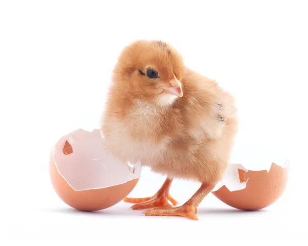 Žluté malé kuřátko s vejcem — Stock fotografie