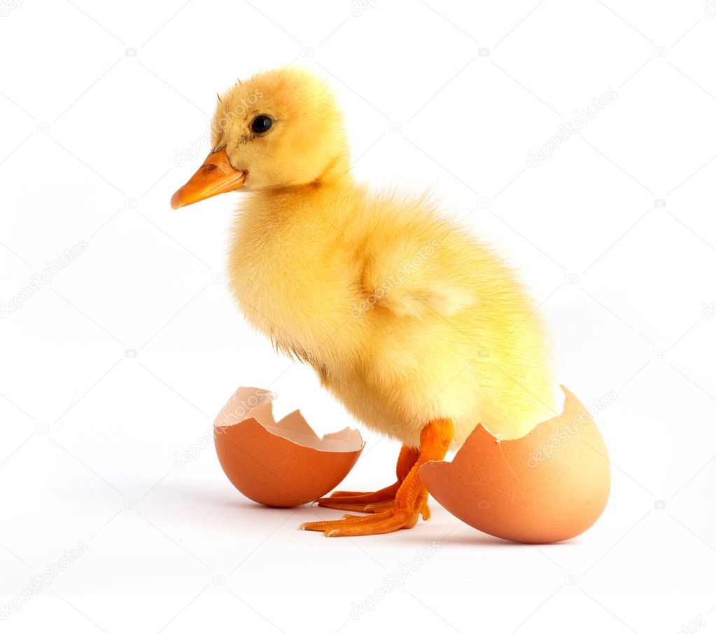The yellow small duckling with egg