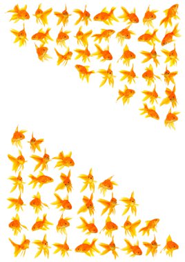 Goldfishes clipart