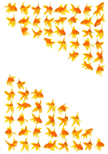 Goldfishes — Stok fotoğraf