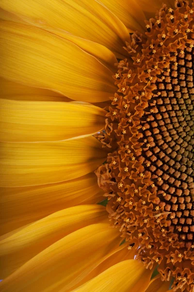 Красиві соняшника — стокове фото