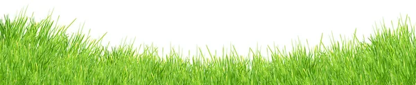 Izolované zelené trávě — Stock fotografie