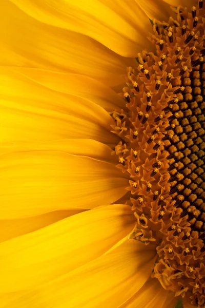 Vackra sunflower — Stockfoto