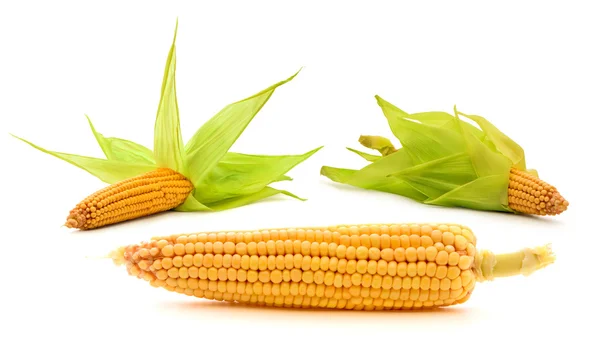 玉米 — 图库照片