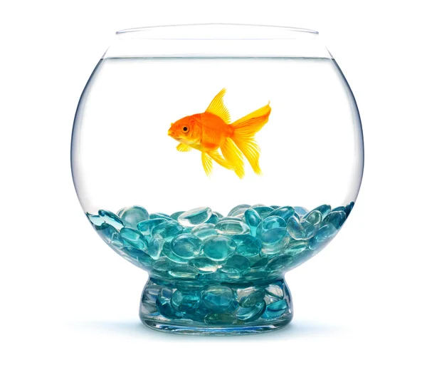Gold fish in aquarium — Stock Photo, Image