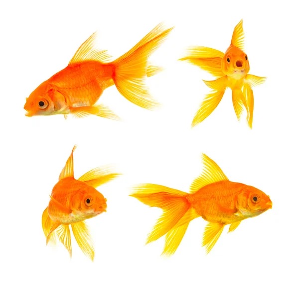 Золотые рыбки — стоковое фото