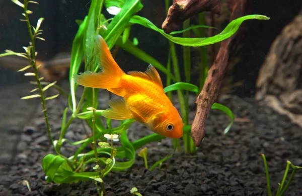 Gold fish — Stock Photo, Image