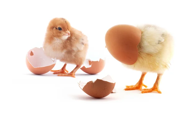 The yellow small chicks with egg — Stock Photo, Image