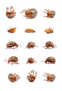 Colorado potato beetles clipart