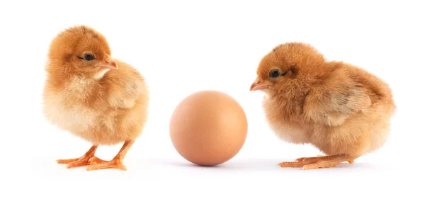 Två gula små kycklingar — Stockfoto