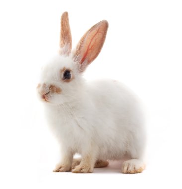 White small rabbit clipart