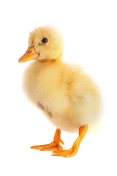 Sarı küçük ördek yavrusu — Stok fotoğraf