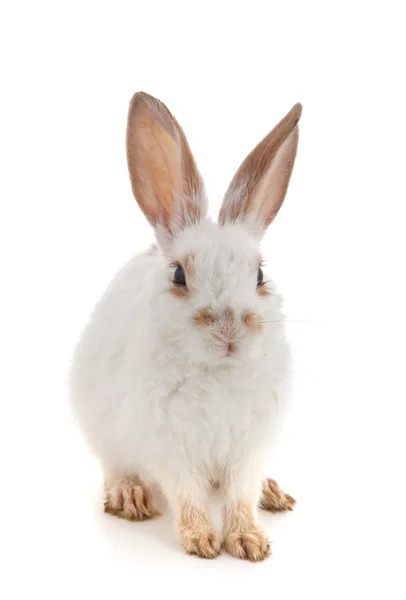 Bílý malý králík — Stock fotografie