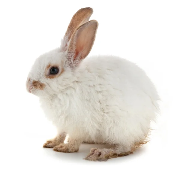 Biały mały królik — Zdjęcie stockowe