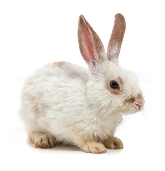 White small rabbit — Stock Photo, Image