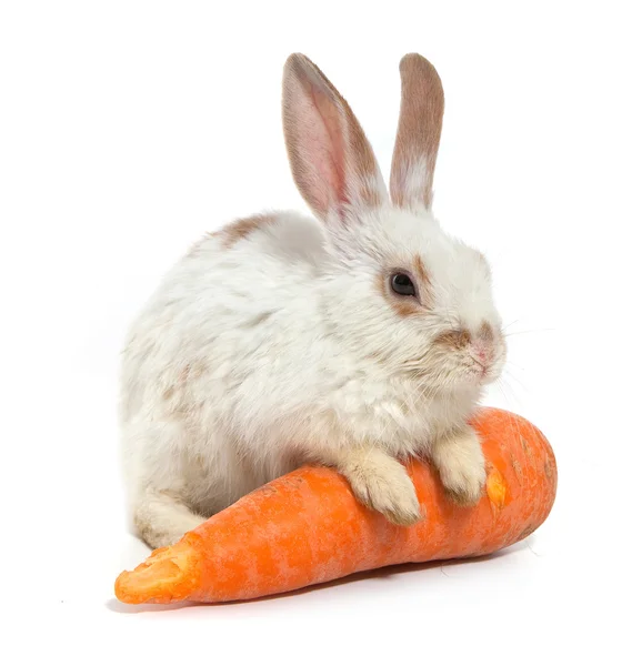 Beyaz küçük tavşan — Stockfoto