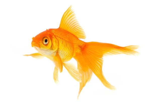 Золоті рибки — стокове фото