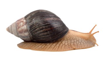 Snail clipart