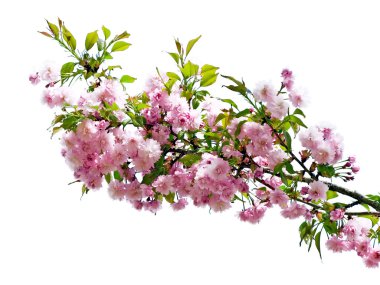 Blossomed tree. clipart