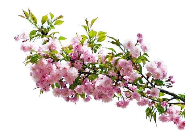 Blossomed tree. — Stock Photo, Image