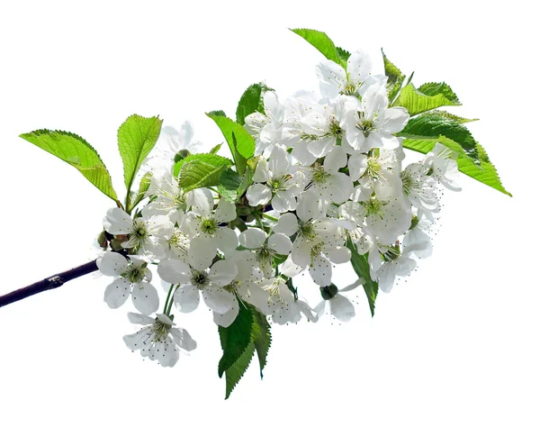 Blossomed cherry. — Stock Photo, Image