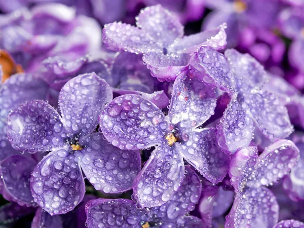 紫丁香. — 图库照片