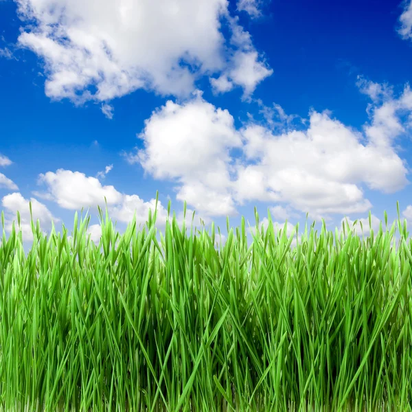 Grass. — Stock Photo, Image