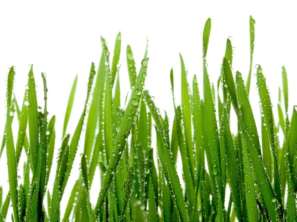 Мокрій траві . — стокове фото