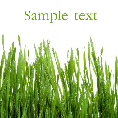 Wet grass. clipart