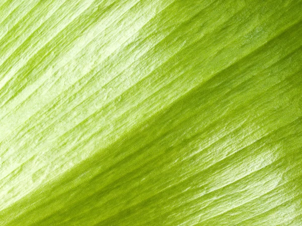 Grönt blad. — Stockfoto