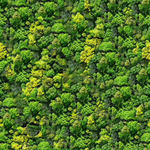 Nahtloser Waldmusterblick von oben. — Stockfoto
