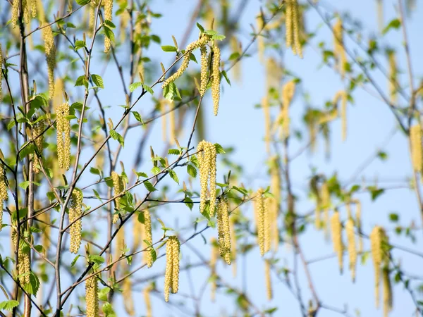 stock image Birch.