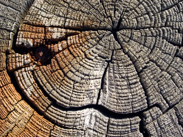 Old wood. — Stock Photo, Image