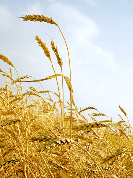 Campo di grano. — Foto Stock