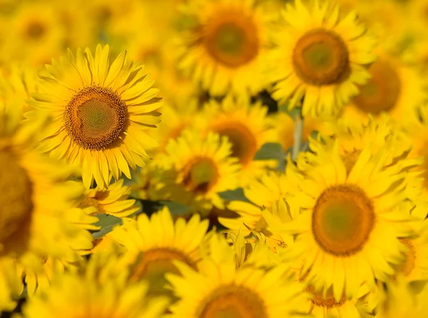 Sonnenblumen. — Stockfoto