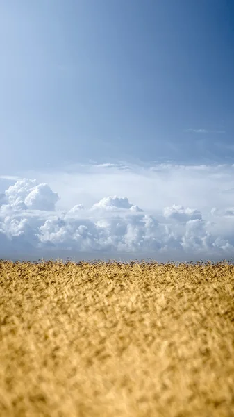 Weizenfeld. — Stockfoto