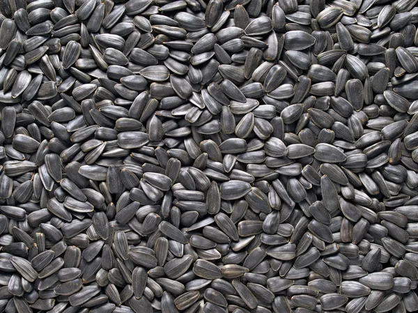 Seeds. — Stock Photo, Image