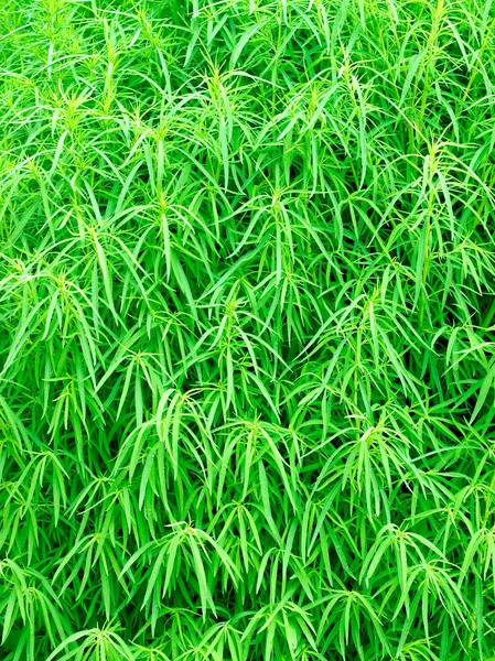 Zelená rostlina. — Stock fotografie