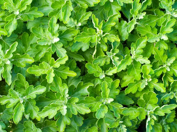 Zelená rostlina. — Stock fotografie
