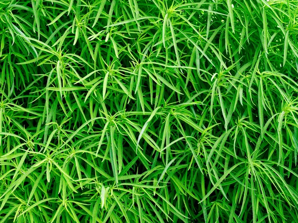 Groene plant. — Stockfoto