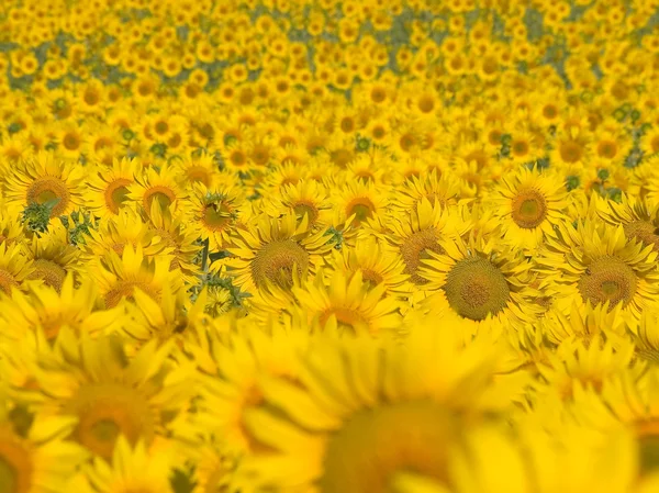 Zonnebloemen. — Stockfoto