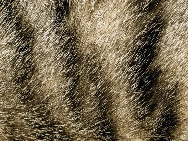 Fur. — Stock Photo, Image