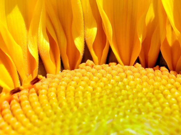 Słonecznik. — Zdjęcie stockowe
