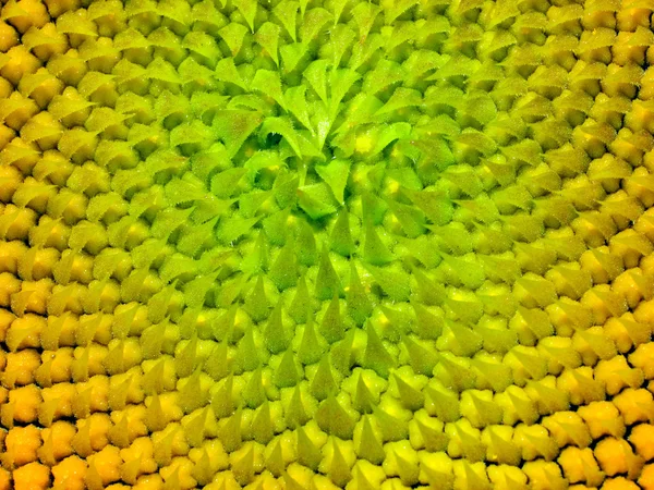 Texture de tournesol . — Photo