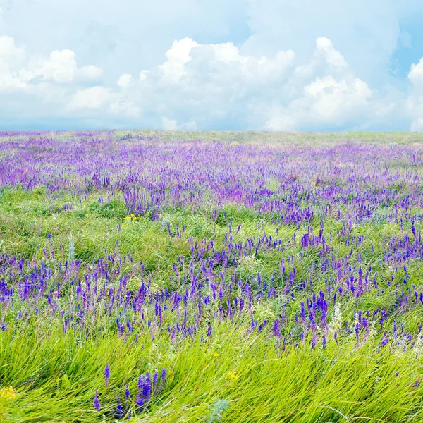 stock image Steppe.