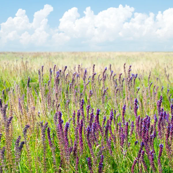 stock image Steppe.