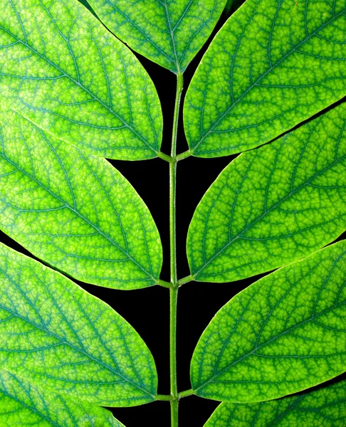 아카시아 잎. — 스톡 사진