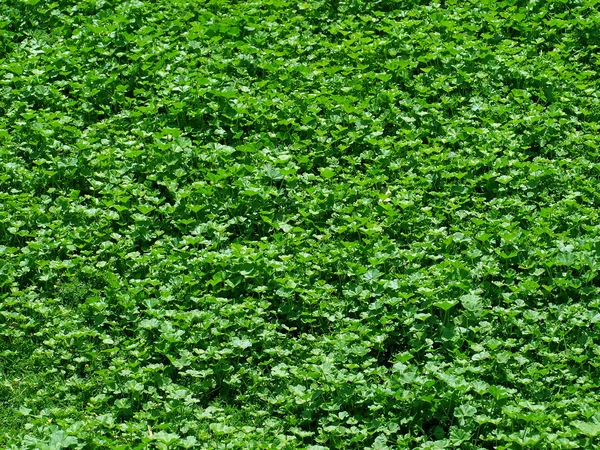 Zielona trawa w tle. — Zdjęcie stockowe
